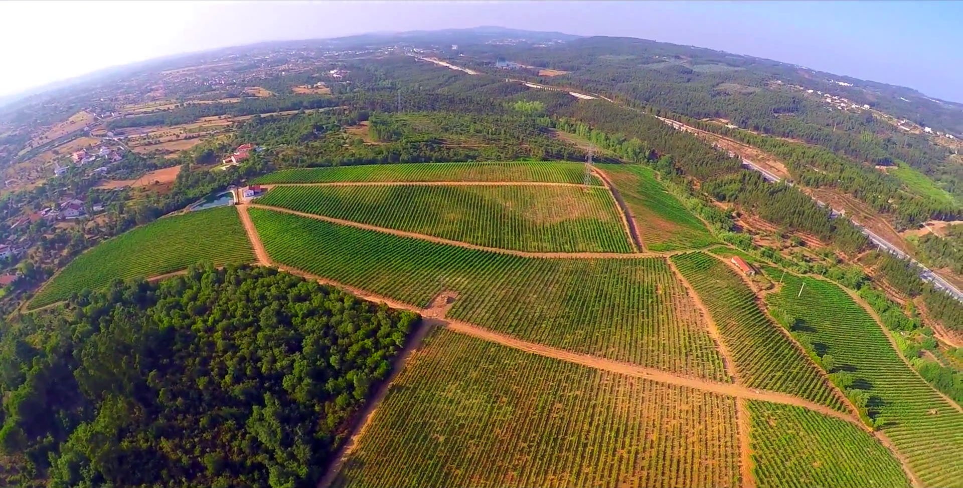 Herdade dos Templários - Vineyard.